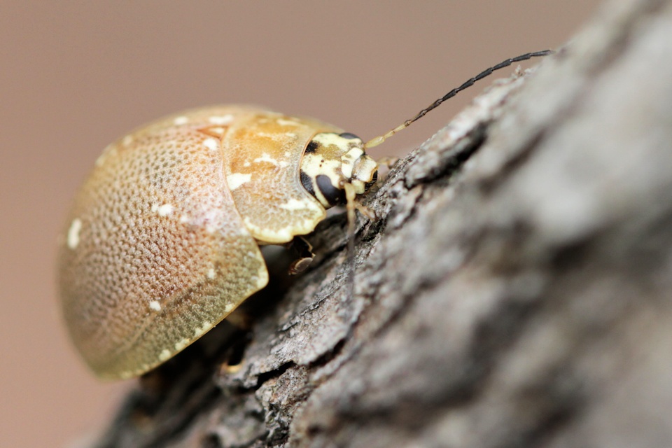 Tortoise Beetle (Paropsis aegrota) (Paropsis aegrota)